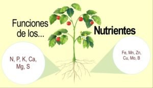 Funciones De Los Nutrientes En Las Plantas - Infoagronomia