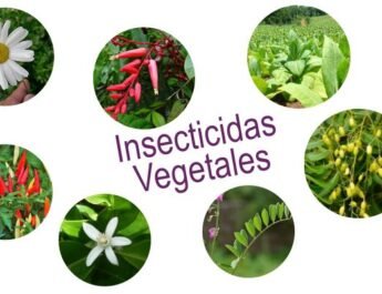 Insecticidas vegetales