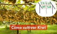 Cómo cultivar kiwi