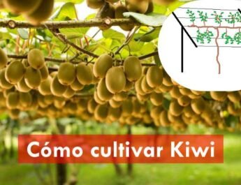 Cómo cultivar kiwi